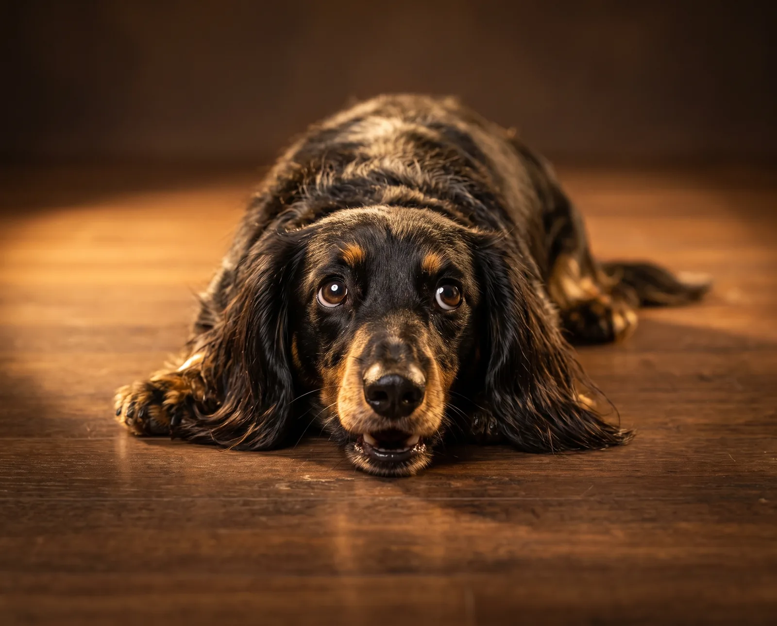 Marley lying flat on the floor mid dramatic sigh, eyes turned up